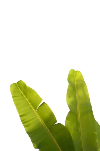 Bananenblad Textuur Geïsoleerd Witte Achtergrond — Stockfoto