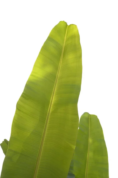 Bananblad Struktur Isolerad Vit Bakgrund — Stockfoto
