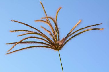 Mavi gökyüzü arka planında çimen çiçeği.