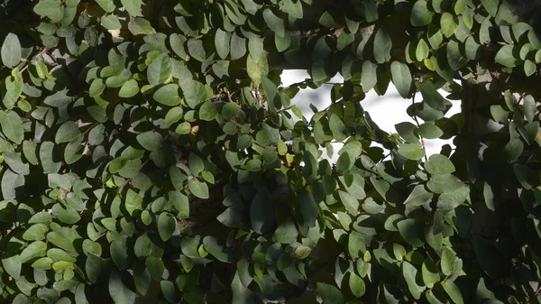 抽象的な緑の葉 コンクリート壁の背景にクリーパー植物 — ストック写真