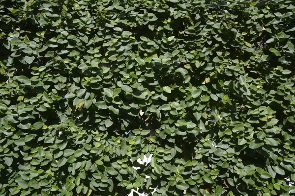抽象的な緑の葉 コンクリート壁の背景にクリーパー植物 — ストック写真