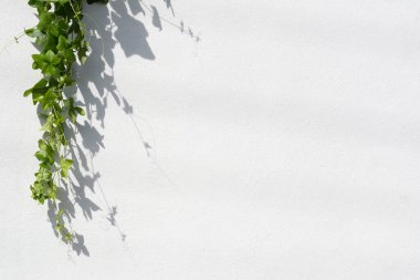 Beyaz beton duvarda gölgesi olan yeşil yaprak.