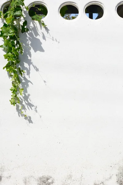 Feuille Verte Avec Ombre Sur Fond Mur Béton Blanc — Photo