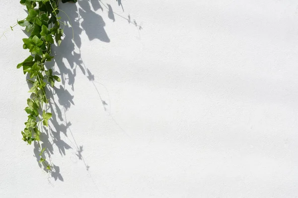 白いコンクリートの壁の背景に影と緑の葉 — ストック写真