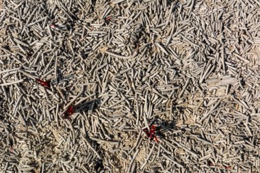 Tütsü kutusunda kırmızı tütsü çubuğu ve bir sürü kül var..