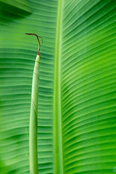 Textura Folha Banana Com Fundo Verde Natural — Fotografia de Stock
