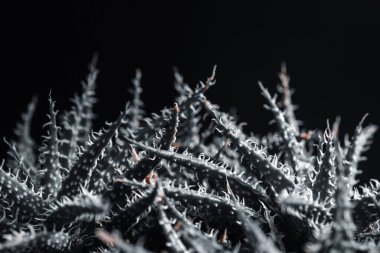 Kaktüsün doğal ışık arkaplanına yakın plan.