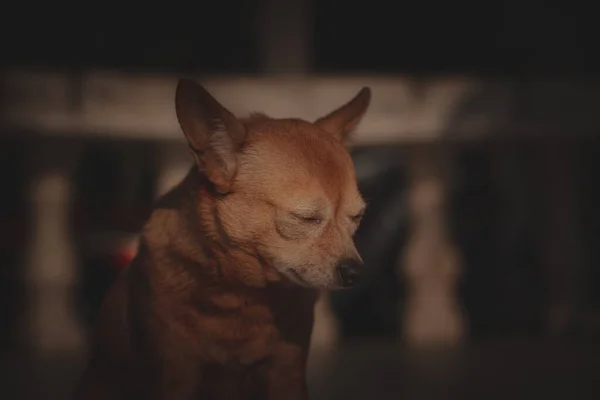 Jovem Cão Chihuahua Marrom Humor Triste Com Fundo Escuro Natural — Fotografia de Stock