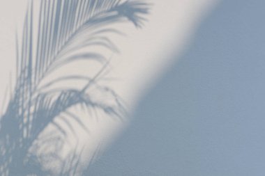 Beyaz beton duvar arka planında palmiye yapraklarının soyut gölgesi