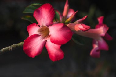 Kapalı pembe adenyum ya da doğal arka planda çöl gülü çiçeği