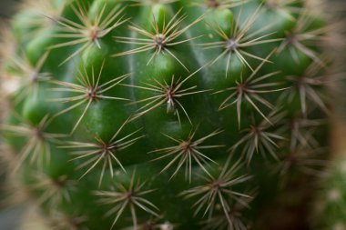 Doğal arka planda yeşil echinopsis calochiroa kaktüsü