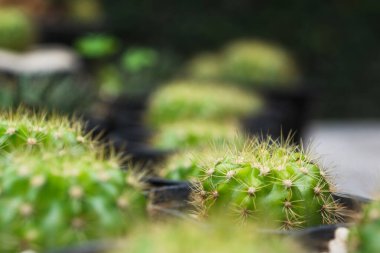 Doğal arka planda yeşil echinopsis calochiroa kaktüsü