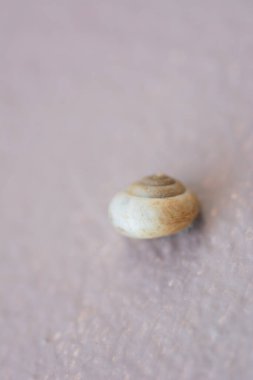  Doğal ışık arka planında küçük kabuklu deniz canlıları