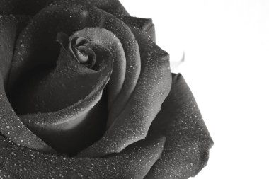 Beyaz arkaplanda izole edilmiş güzel siyah gül çiçeği..