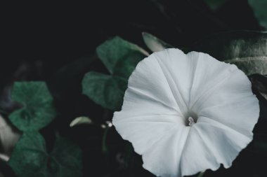 Beyaz sabah çiçeği, doğal koyu arkaplanda..