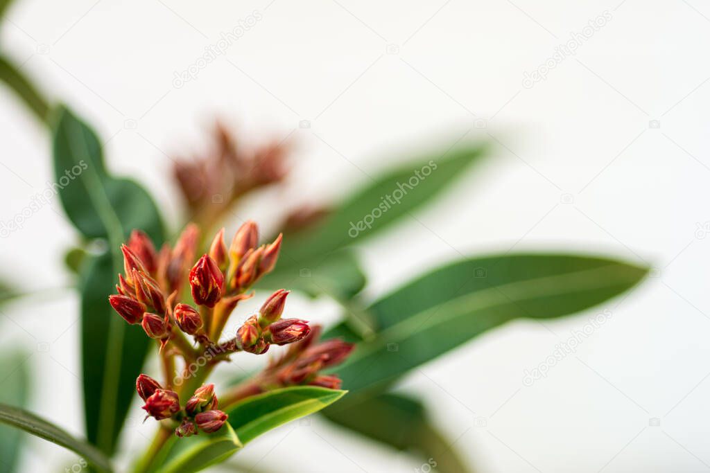 Closeup of oleander flowers with natural white background.