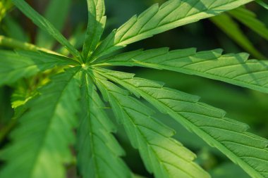 Doğal arka planda güzel marihuana yaprakları. Tıbbi konsept.