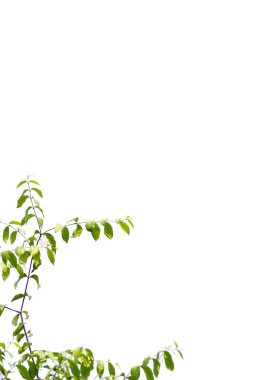 Vahşi su eriği, beyaz arka planda izole edilmiş yeşil ağaç..