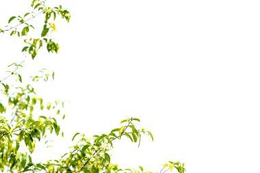 Vahşi su eriği, beyaz arka planda izole edilmiş yeşil ağaç..