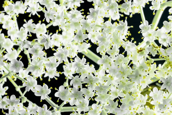 White pearl flower isolated on black background. Sambacus canadensis.