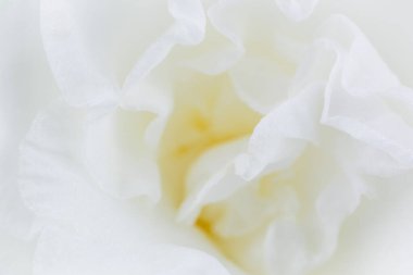 Doğal arkaplanda beyaz gardenya çiçeği.