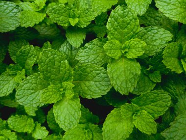 Fresh green mint leaves pattern background.