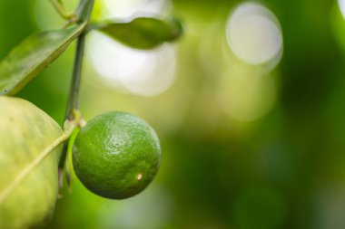 Green lemon fruit on natural light background with bokeh and copy space.