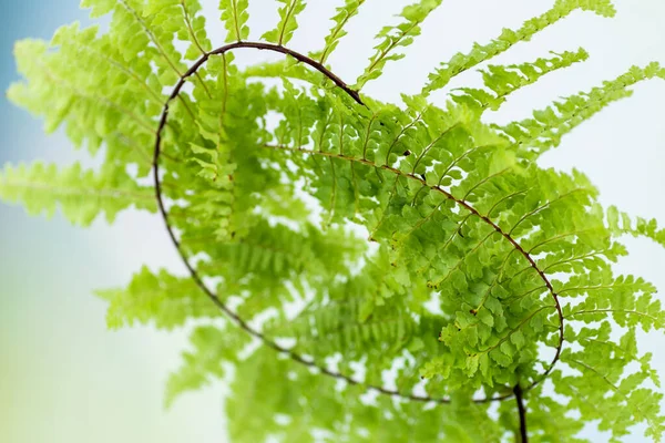 Fern Leaf Natural Light Background — Stockfoto
