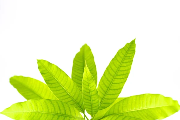 Young Mango Leaves Isolated White Background — 图库照片