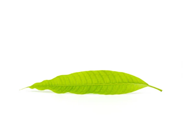 Young Mango Leaf Isolated White Background — Stok Foto