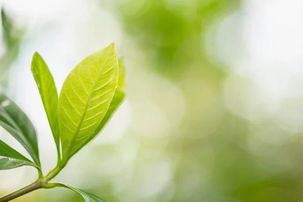 Green leaves on natural light background with bokeh and copy space.