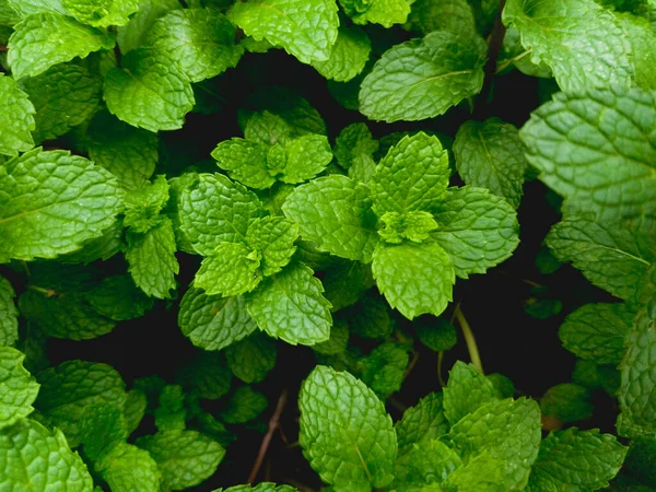 Fresh green mint leaves pattern background.