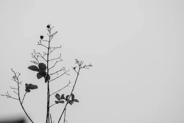 Tree Trunk Isolated White Background Black White Image — Fotografia de Stock