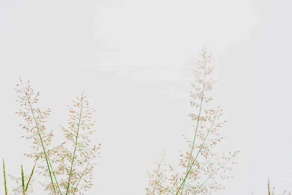 Nature Grass Flower Isolated White Background — Φωτογραφία Αρχείου
