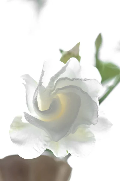 Closeup White Gardenia Flower Isolated White Background — Stock Photo, Image