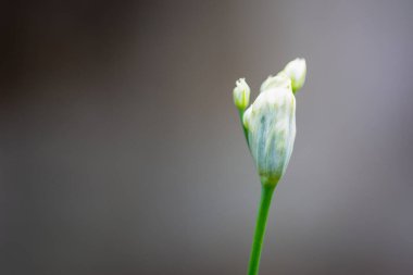 Doğal arka planda güzel beyaz soğan çiçekleri.