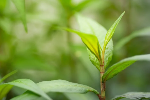 Vietnamese Coriander Laksa Mint Leaves Pattern Nature Green Background — Stock Photo, Image