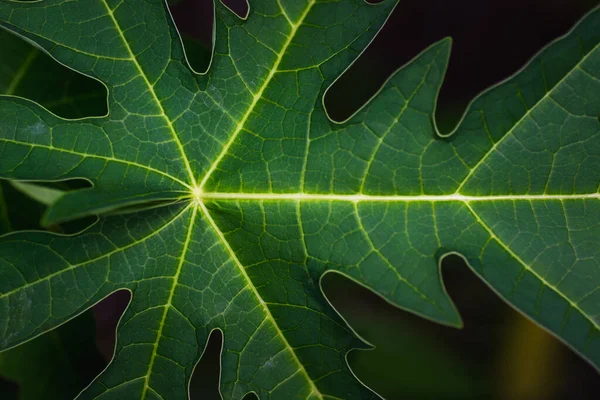 Papaya Textura Hoja Verde Sobre Naturaleza Fondo Oscuro Macro Tiro —  Fotos de Stock