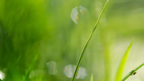 Natur Ansicht Von Gras Auf Verschwommenem Grünen Hintergrund Mit Kopierraum — Stockfoto