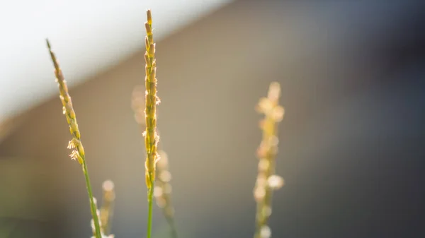 Příroda Pohled Trávu Květiny Rozmazaném Pozadí Kopírovacím Prostorem — Stock fotografie