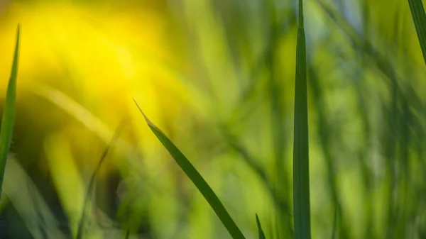 Pohled Přírodu Trávy Rozmazaném Zeleném Pozadí Kopírovacím Prostorem — Stock fotografie