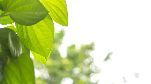 Natur Ansicht Des Grünen Blattes Auf Verschwommenem Grünen Hintergrund Mit — Stockfoto