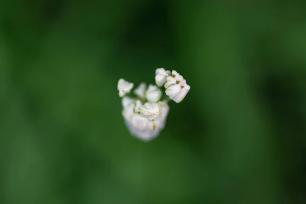 Krásná Bílá Pažitka Květ Přírodním Zeleném Pozadí — Stock fotografie