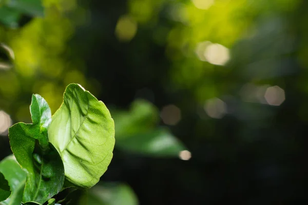 Natur Ansicht Des Grünen Blattes Auf Verschwommenem Grünen Hintergrund Mit — Stockfoto