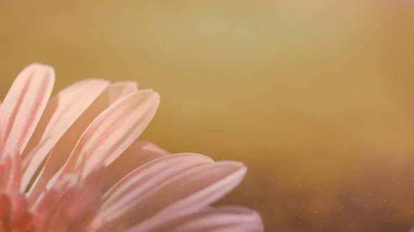 Abstract Pastel Pink Color Gerbera Flower Soft Focus Nature Blurred — Stock Photo, Image