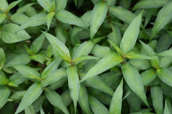 Vietnam Coriander Laksa Mint Pola Daun Pada Latar Belakang Hijau Stok Lukisan  