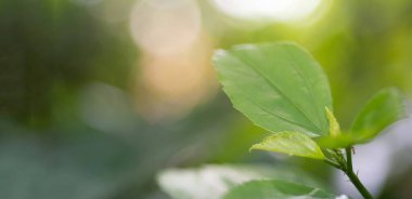 Bulanık doğa yeşil arka plan. Web sitesi pankartı kavramı.