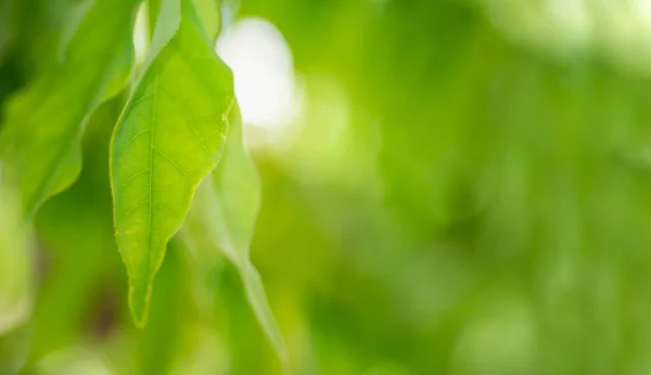 Unscharfer Natur Grüner Hintergrund Konzept Zur Website Banner — Stockfoto