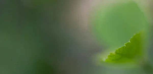 Размытый Зеленый Фон Природы Концепция Баннера Сайта — стоковое фото