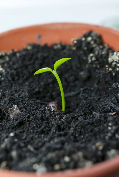 Green young plant — Stock Photo, Image